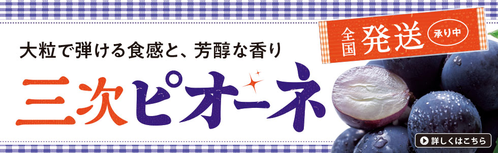 2025　三次ピオーネ　全国発送